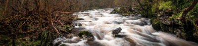 A river flowing through a green and mossy forest. 