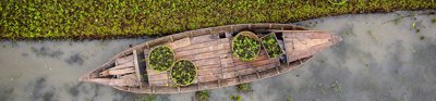 Floating Vegetable Farming